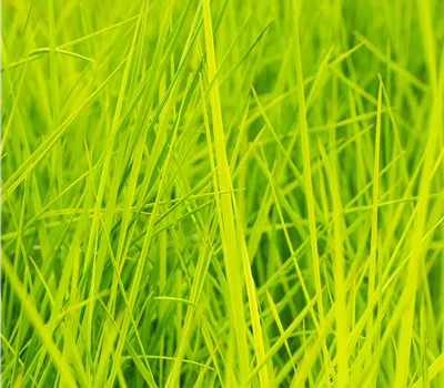 Deschampsia cespitosa 'Goldschleier'