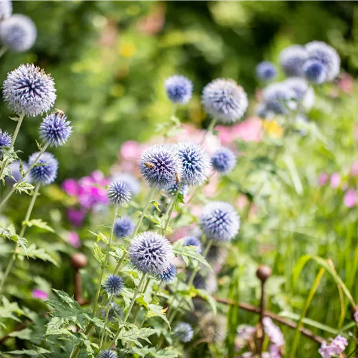 Echinops banaticus 'Blue Glow' Echinops banaticus 'Blue Glow'