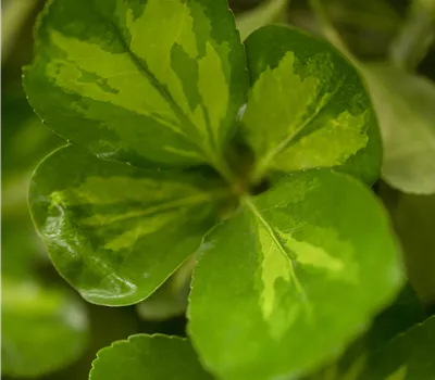 Euonymus fortunei 'Blondy' -R- Euonymus fortunei 'Blondy' -R-