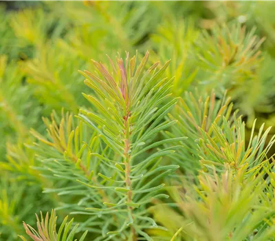 Euphorbia cyparissias 'Fens Ruby'