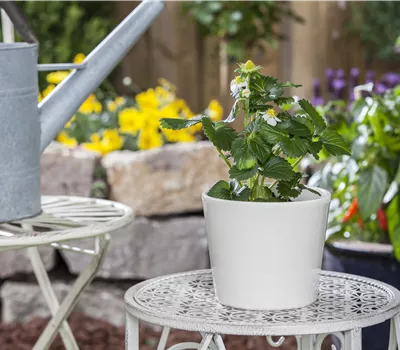 Fragaria merci "Merci Delizz"