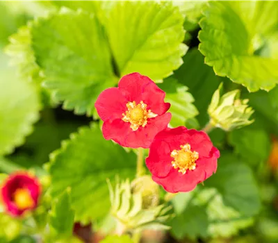 Fragaria merci "Ruby Ann"