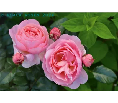 Rosa 'Darling' -R- BT