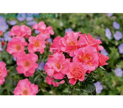 Rosa 'Hoppla' -R- BIENENROSE