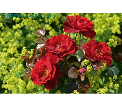 Rosa 'Horizont' -R- BIENENROSE BDR