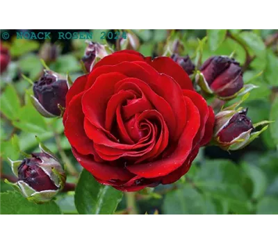 Rosa 'Medley' -R- Ruby BT