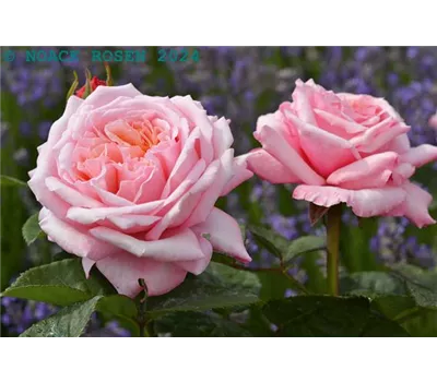 Rosa "Never ending story"