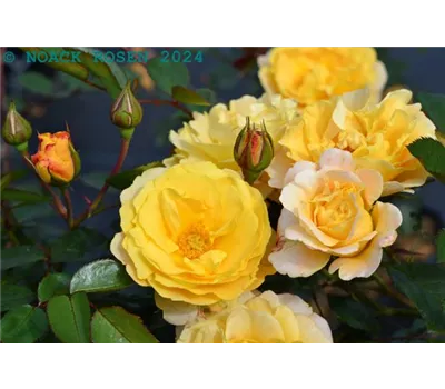 Rosa 'Sonnenglanz' BIENENROSE BDR