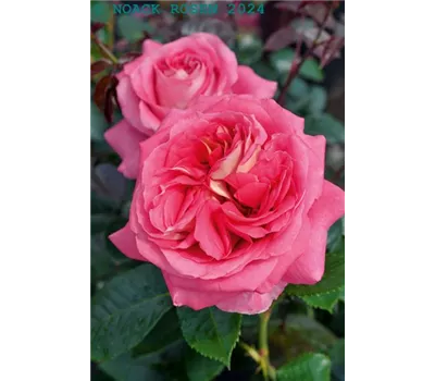 Rosa "Timeline" Nk