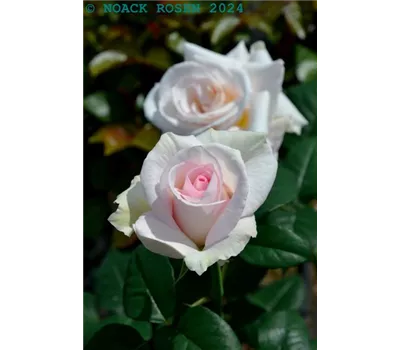 Rosa "A Perfect day" Rosa "A Perfect day"