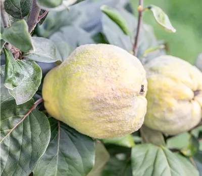 Cydonia 'Birnenquitte Naja' CAC Cydonia 'Birnenquitte Naja' CAC