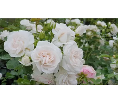 Rosa 'Aspirin-Rose' -R- BDR Rosa 'Aspirin-Rose' -R- BDR