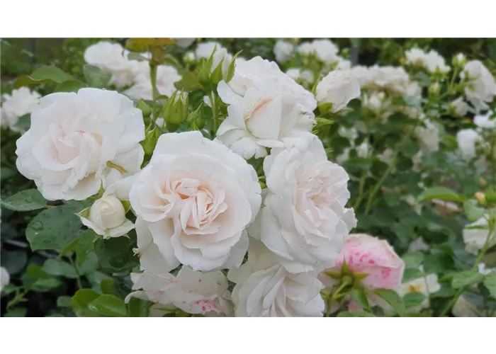 Rosa 'Aspirin-Rose' -R- BDR