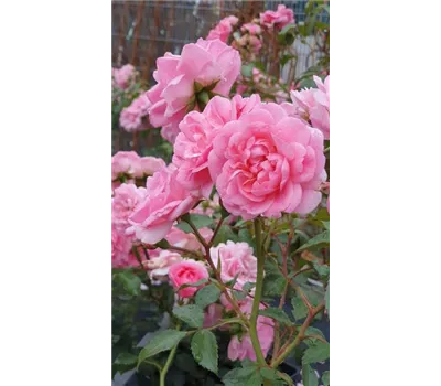 Rosa "Super Bonica" Rosa "Super Bonica"