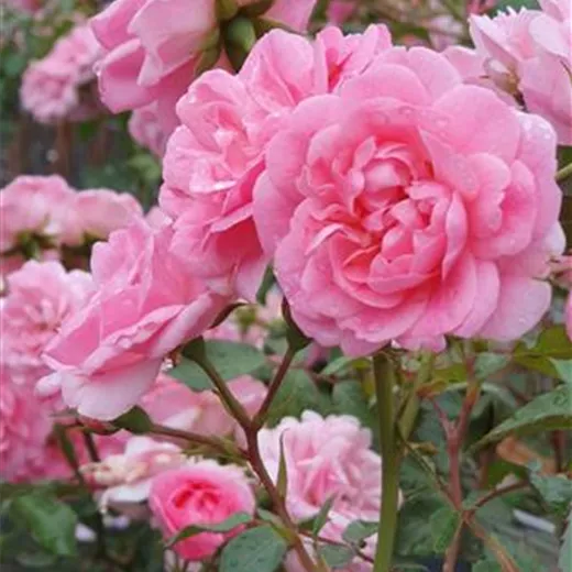 Rosa "Super Bonica"
