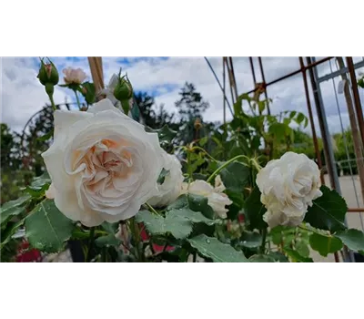 Rosa 'Boule de Neige' STR