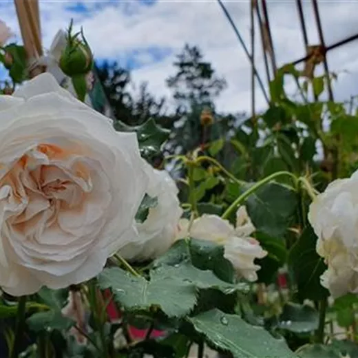 Rosa 'Boule de Neige' STR