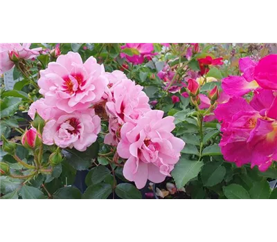 Rosa 'Bright Eyes' -R- BT