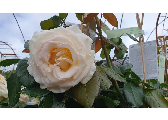 Rosa 'Anastasia' -R- TH