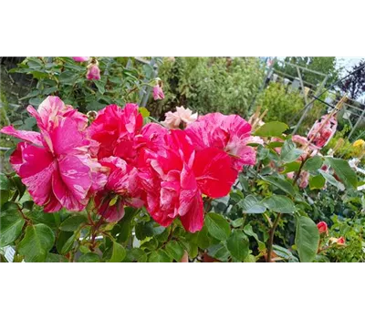 Rosa 'Colibri' -R- Farbfestival -R- KL
