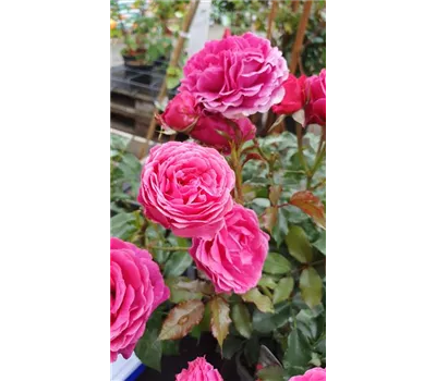 Rosa 'Dolce'™ Taste of Love® Kollektion