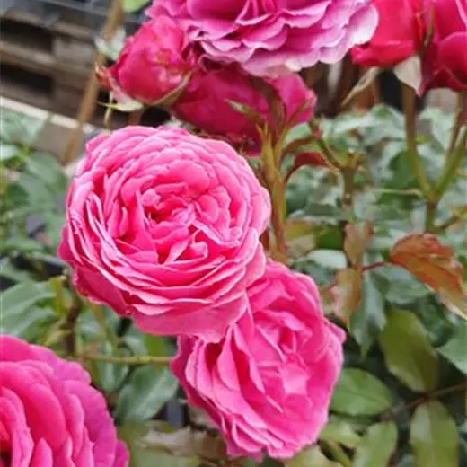 Rosa 'Dolce'™ Taste of Love® Kollektion