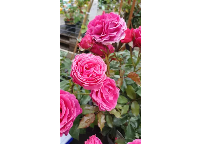 Rosa 'Dolce'™ Taste of Love® Kollektion