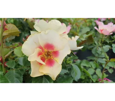 Rosa 'Eye of the Tiger' -R- BT