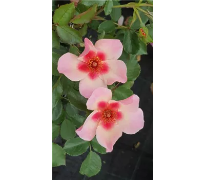 Rosa 'For your eyes only ' -R- BT