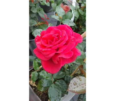 Rosa 'Grande Classe' -R- TH