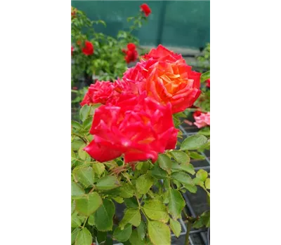 Rosa 'Little Sunset' -R- Z