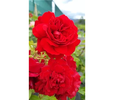 Rosa 'Naheglut' -R- KL Rosa 'Naheglut' -R- KL