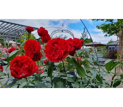 Rosa 'Out of Rosenheim' -R- BT Rosa 'Out of Rosenheim' -R- BT