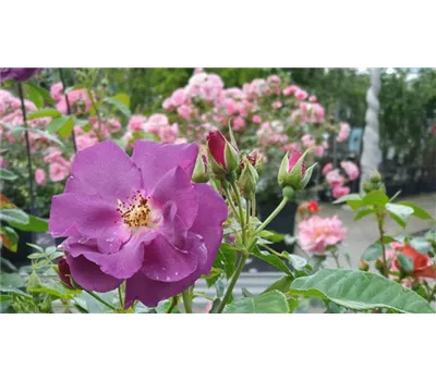 Rosa 'Rhapsody in Blue' -R- BT