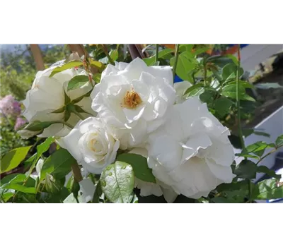 Rosa 'Schneewittchen' -R- STR