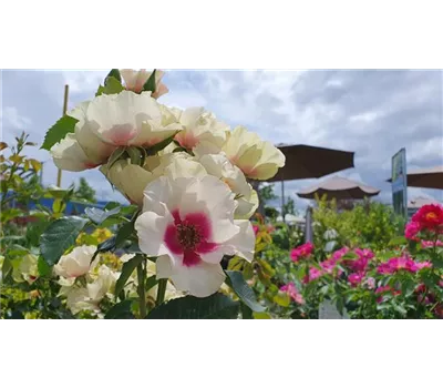 Rosa 'SEE YOU in purple' -R- BT