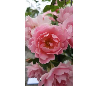 Rosa 'Sommerwind' -R- BDR Rosa 'Sommerwind' -R- BDR