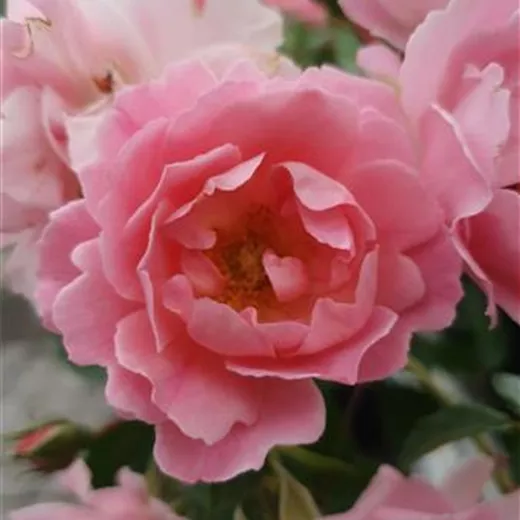 Rosa 'Sommerwind' -R- BDR