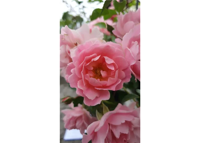 Rosa 'Sommerwind' -R- BDR