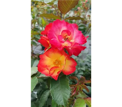 Rosa 'Summer of Love' -R- BDR Rosa 'Summer of Love' -R- BDR