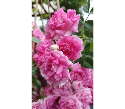 Rosa 'Super Dorothy' -R- KL