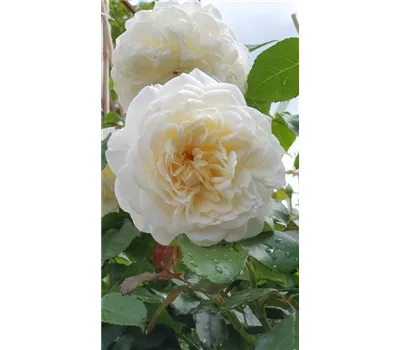 Rosa 'Tranquillity' -R- STR Rosa 'Tranquillity' -R- STR