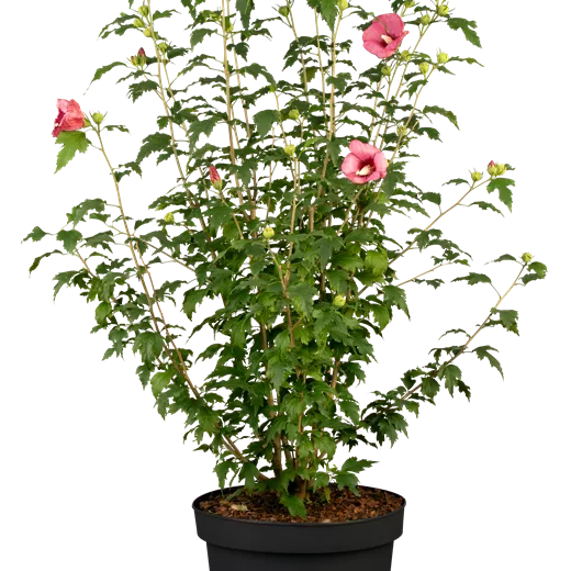 Hibiscus syria. 'Flower Tower Ruby' -R-