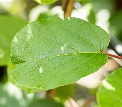 Actinidia deliciosa 'Solissimo Renact'