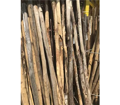 Edelkastanie Pflanz- Pfahl Edelkastanie Pflanz- Pfahl