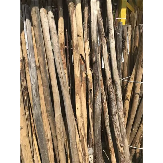 Edelkastanie Pflanz- Pfahl