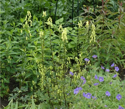 Aconitum lycoctonum ssp.neapolitanum