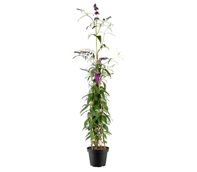 Buddleja davidii 'Berries & Cream' -R-
