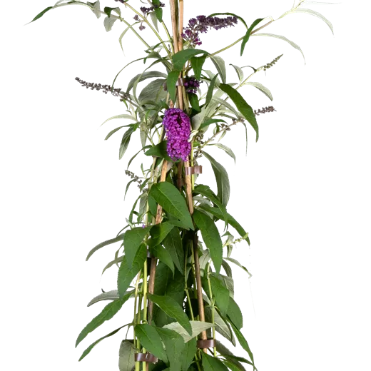 Buddleja davidii 'Berries & Cream' -R-