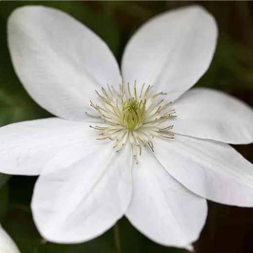 Clematis 'Shirayukihime' Clematis 'Shirayukihime'